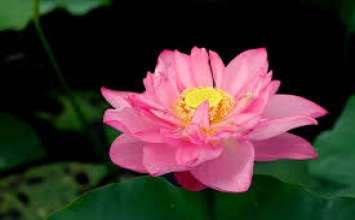 Bài kinh BÀHIYA